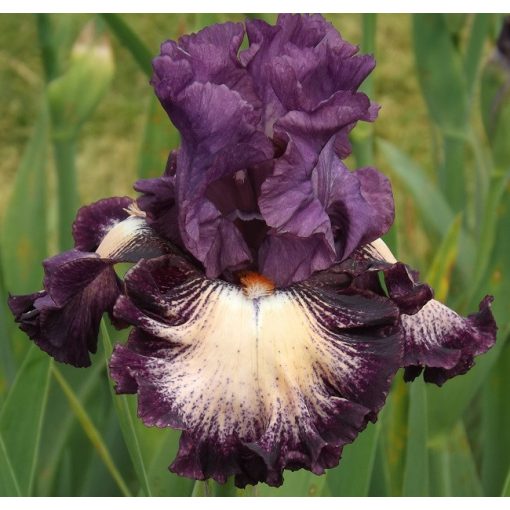 Iris germanica Blushing Grapes