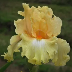 Iris germanica Body And Soul