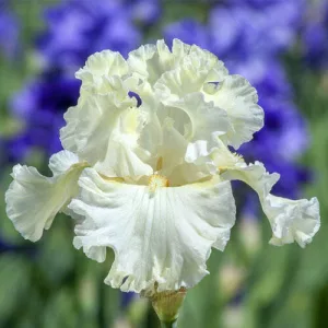 Iris germanica Boston Cream