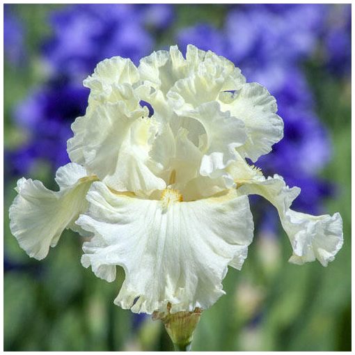 Iris germanica Boston Cream