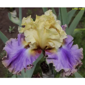 Iris germanica Bright Within