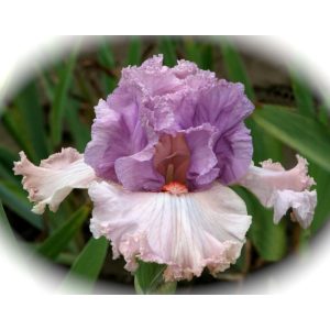 Iris germanica Bubblicious