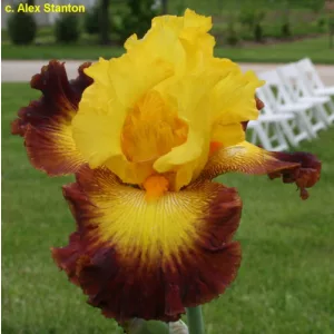 Iris germanica Burst of Glory