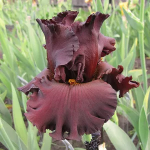 Iris germanica Cardinal Rule