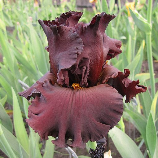 Iris germanica Cardinal Rule