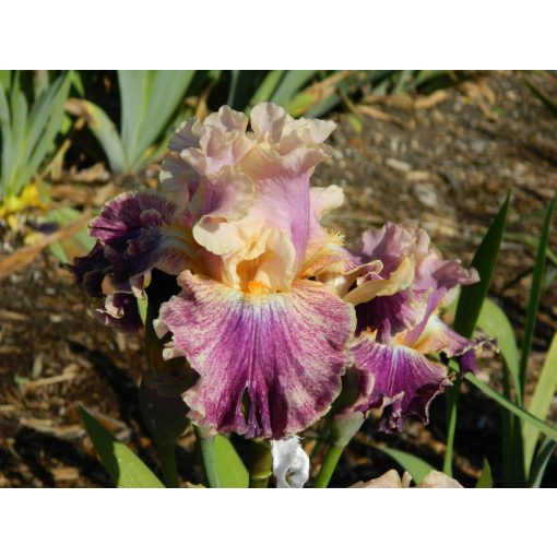 Iris germanica Celtic Tartan