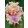 Iris germanica Center Line