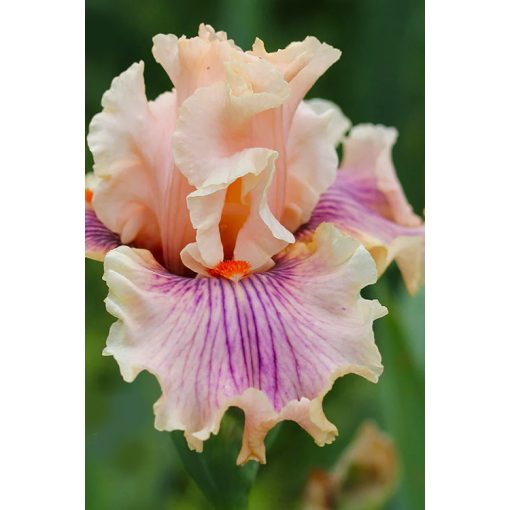 Iris germanica Center Line