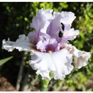Iris germanica Champagne Bubbles