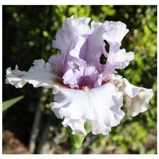 Iris germanica Champagne Bubbles