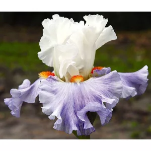 Iris germanica Churchill Lane