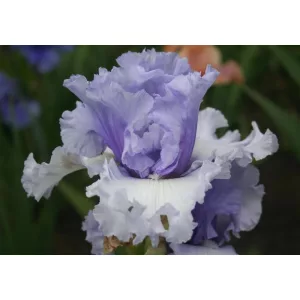 Iris germanica Classicana