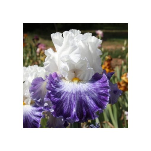 Iris germanica Cool Creek