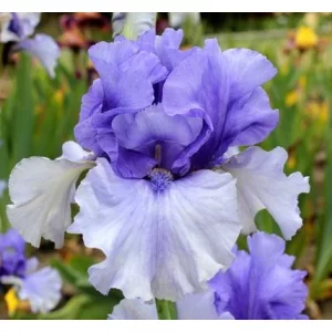 Iris germanica Cool Mist