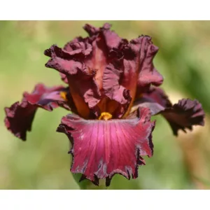 Iris germanica Cover Page