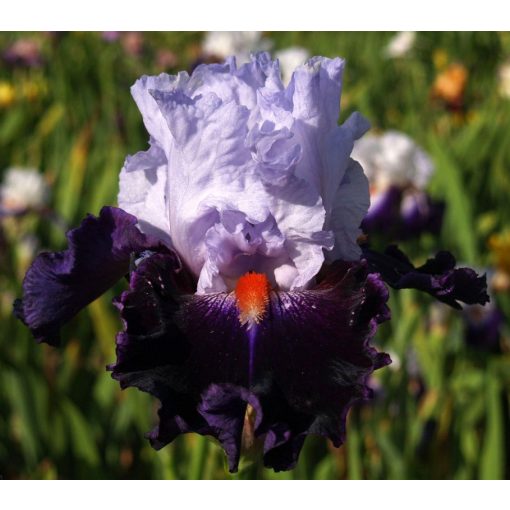 Iris germanica Crew Dragon