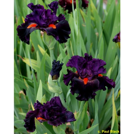 Iris germanica Daffy Duck