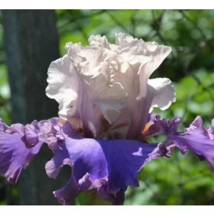 Iris germanica Dance and Dance