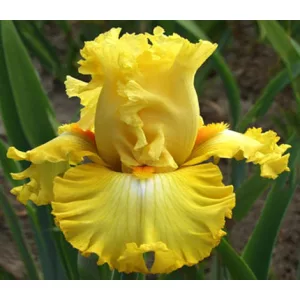 Iris germanica Dance Till Dawn