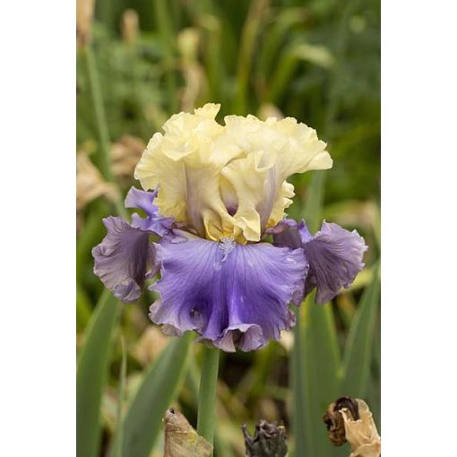 Iris germanica Dancing Days