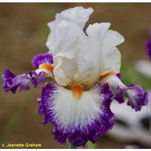 Iris germanica Dancing Delight