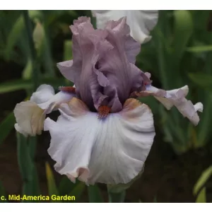Iris germanica Dancing Ghost