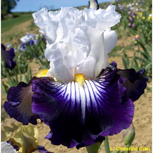 Iris germanica Dancing Star