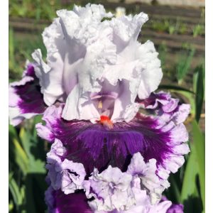 Iris germanica Daring Deception