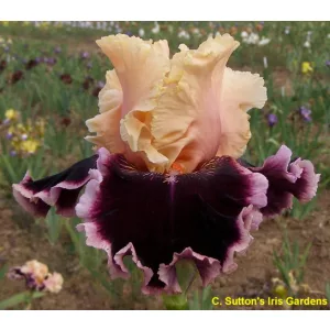 Iris germanica Dazzle