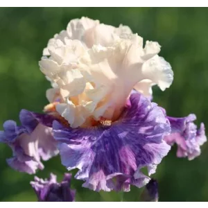 Iris germanica Devilicious