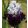 Iris germanica Dinner Talk
