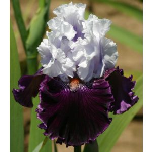 Iris germanica Dinner Talk