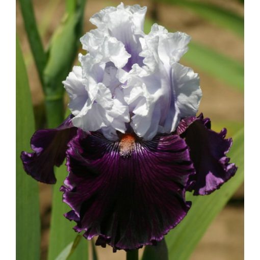 Iris germanica Dinner Talk