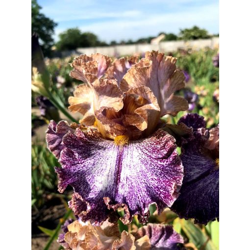 Iris germanica Dipped in Dots