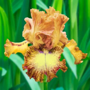 Iris germanica Dog Days