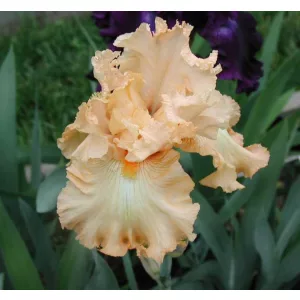 Iris germanica Dorothy Davis