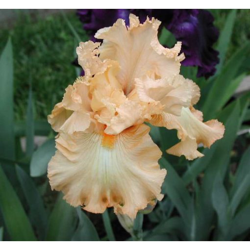 Iris germanica Dorothy Davis