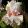 Iris germanica Double Platinum