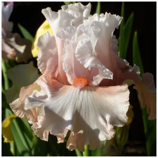 Iris germanica Double Platinum