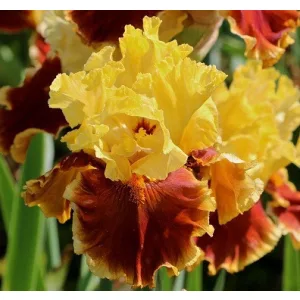 Iris germanica Down in Mexico