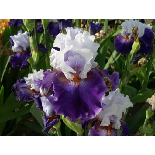 Iris germanica Dramatic Style