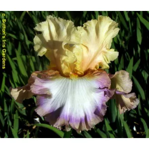 Iris germanica Dueling Bands