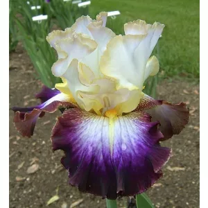 Iris germanica Edge of Heaven
