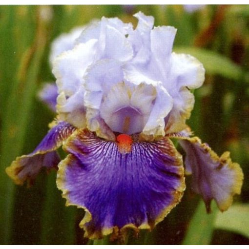 Iris germanica Effective