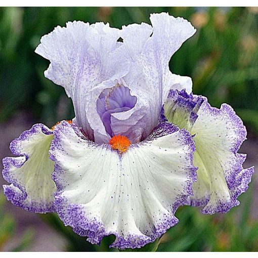 Iris germanica Embrace