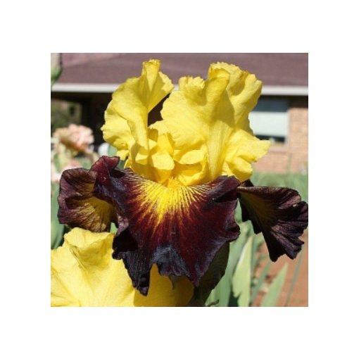 Iris germanica Explicit