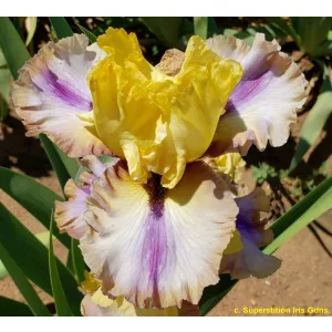 Iris germanica Fall Fantasy