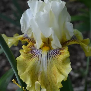 Iris germanica Fancy and Flutter