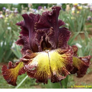 Iris germanica Fire Danger