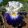 Iris germanica Flash of Light